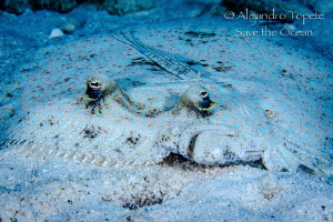 Flounder look, Bonaire by Alejandro Topete 